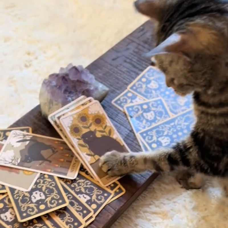 Cat Tarot Cards Exclusively