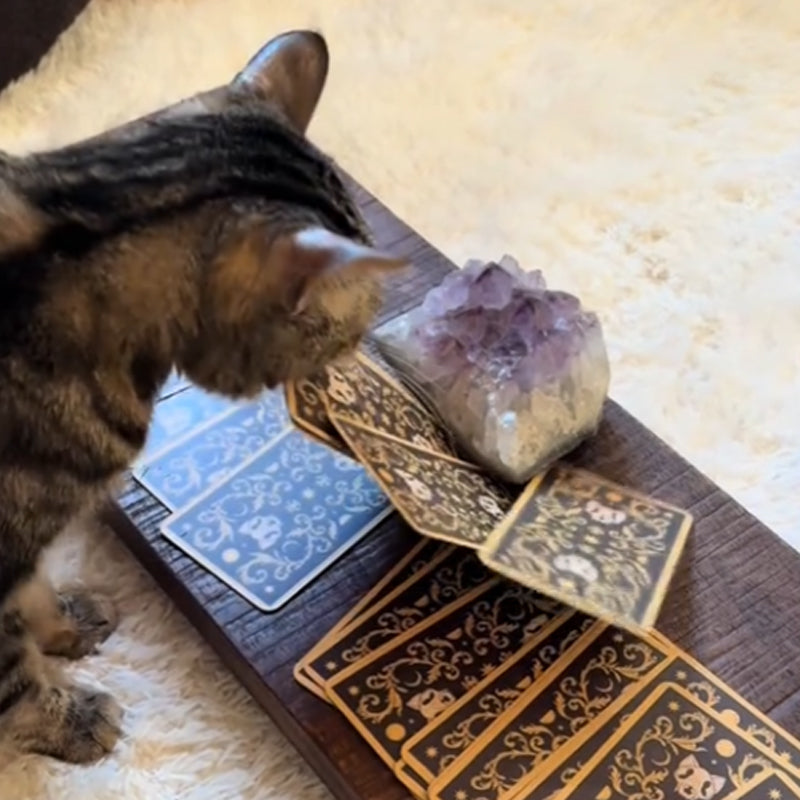 Cat Tarot Cards Exclusively